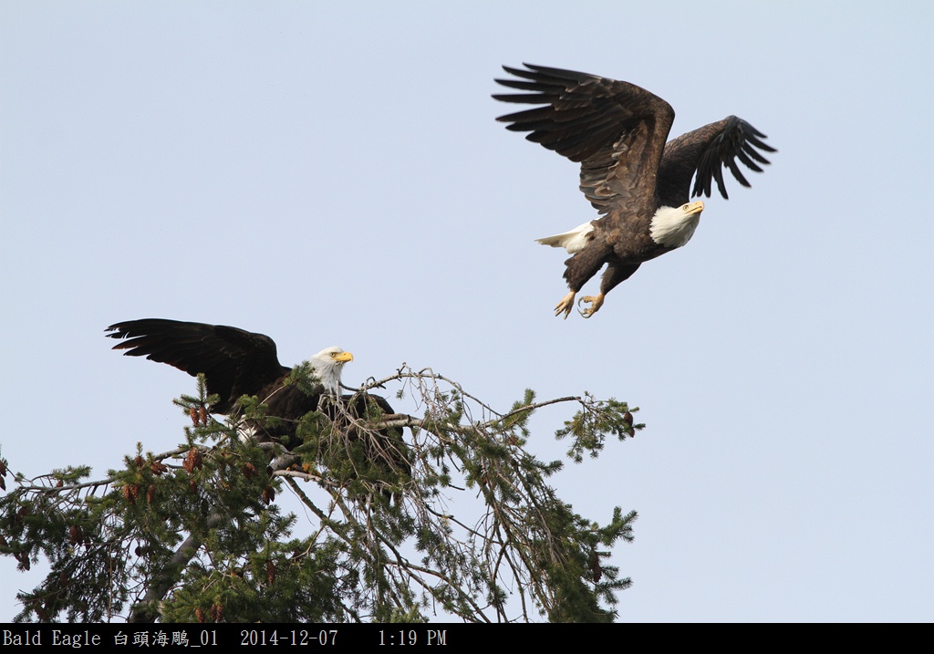 Bald Eagle 白頭海鵰_01.jpg