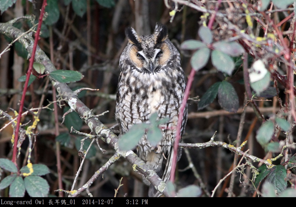 Long-eared Owl 長耳鴞_01.jpg