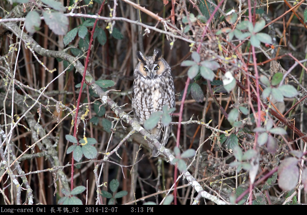 Long-eared Owl 長耳鴞_02.jpg