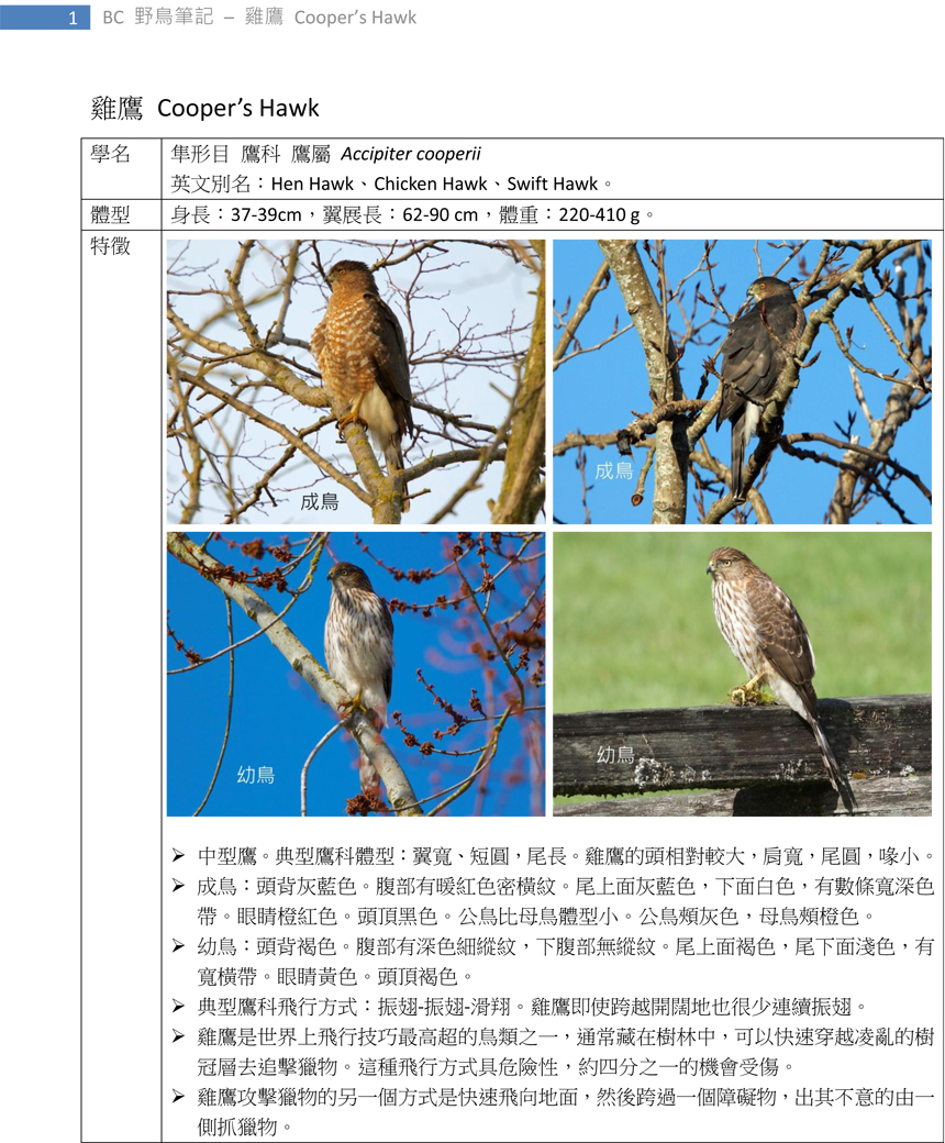 100-1 雞鷹 Cooper's Hawk-1.jpg