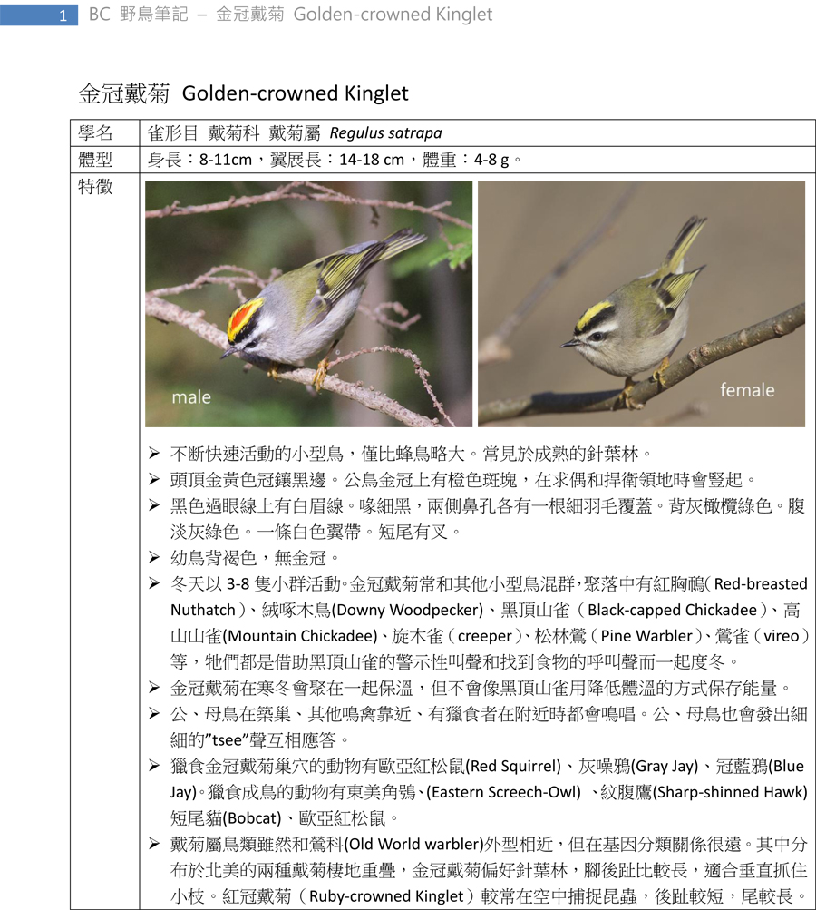 336-1 金冠戴菊 Golden-crowned Kinglet-1.jpg