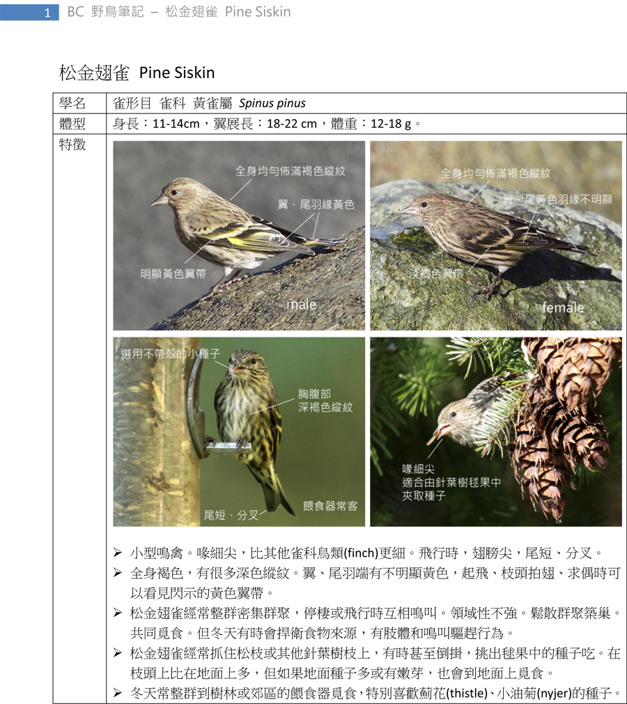 453 松金翅雀 Pine Siskin-1.jpg