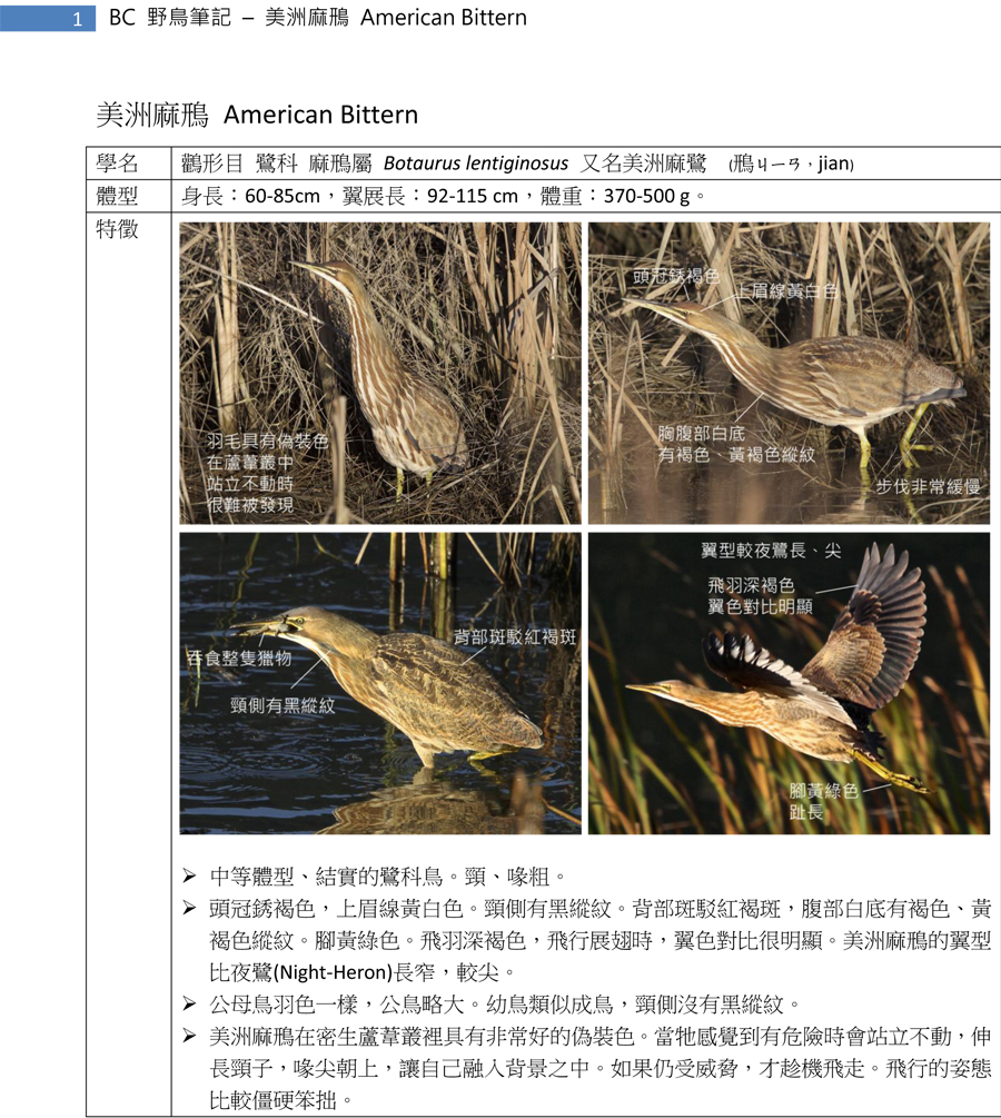 55-1 美洲麻鳽 American Bittern-1.jpg