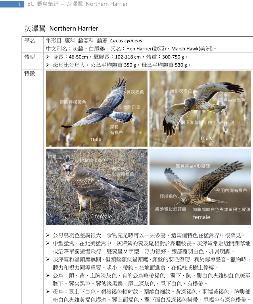 98 灰澤鵟 Northern Harrier-1.jpg