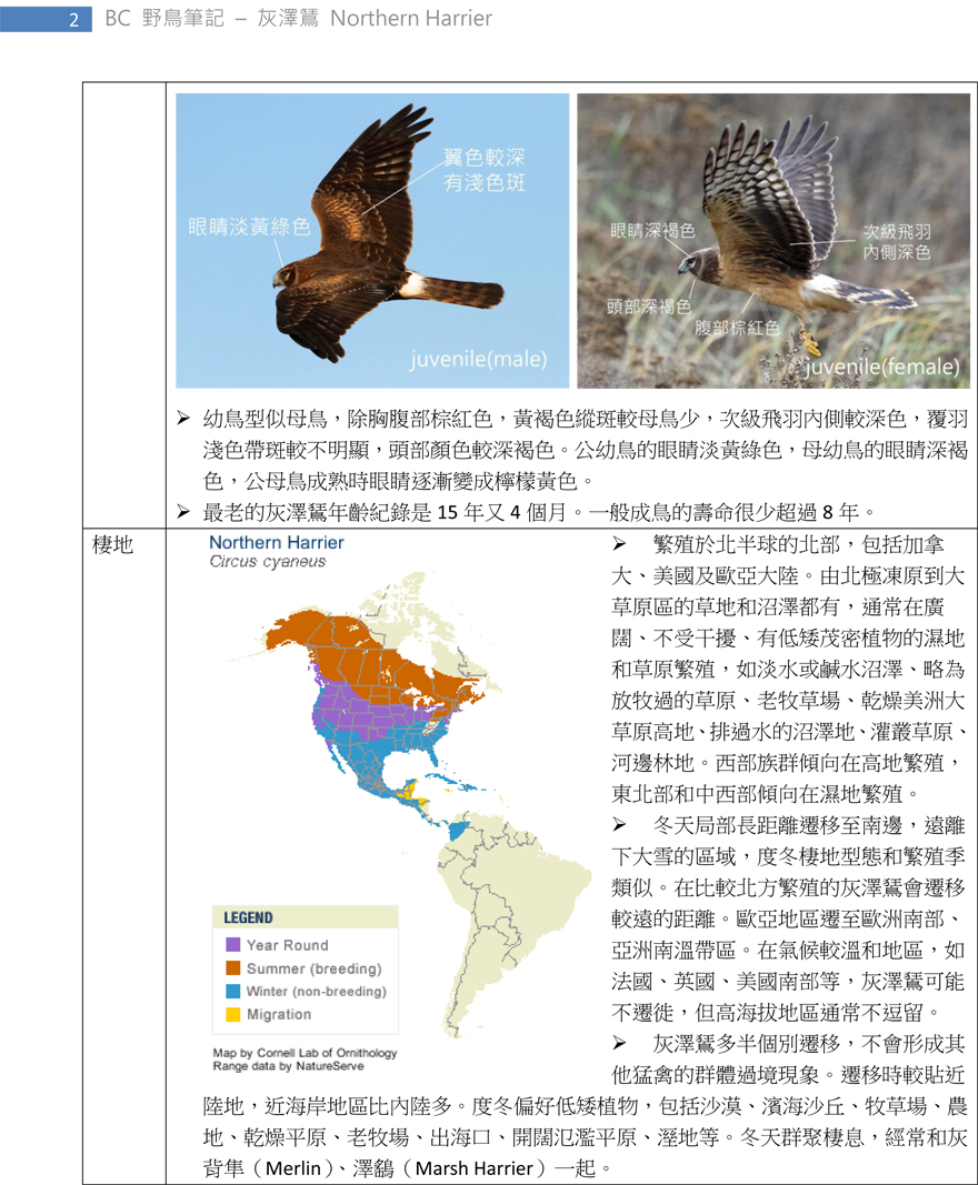 98 灰澤鵟 Northern Harrier-2.jpg