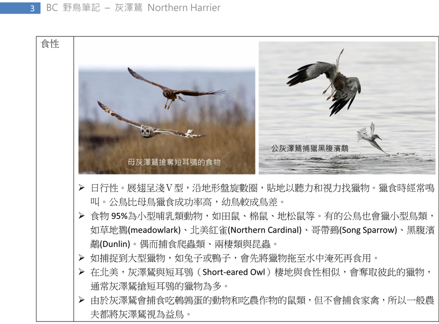 98 灰澤鵟 Northern Harrier-3.jpg