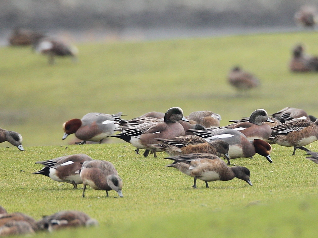 wigeons.jpg