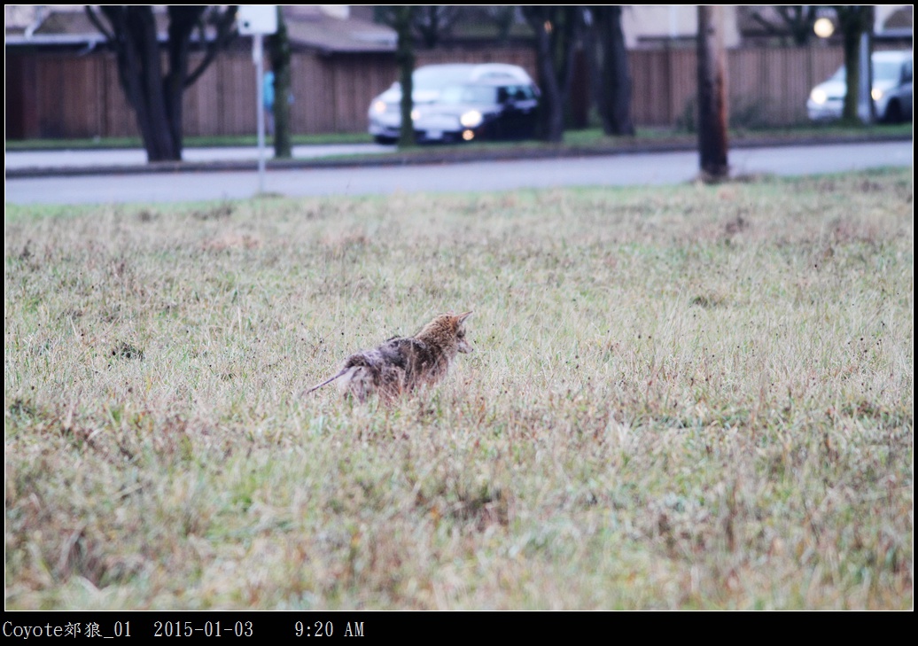 Coyote郊狼_01.jpg