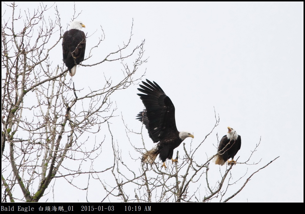 Bald Eagle 白頭海鵰_01.jpg