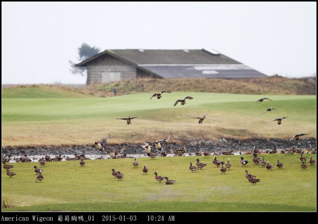 American Wigeon 葡萄胸鴨_01.jpg