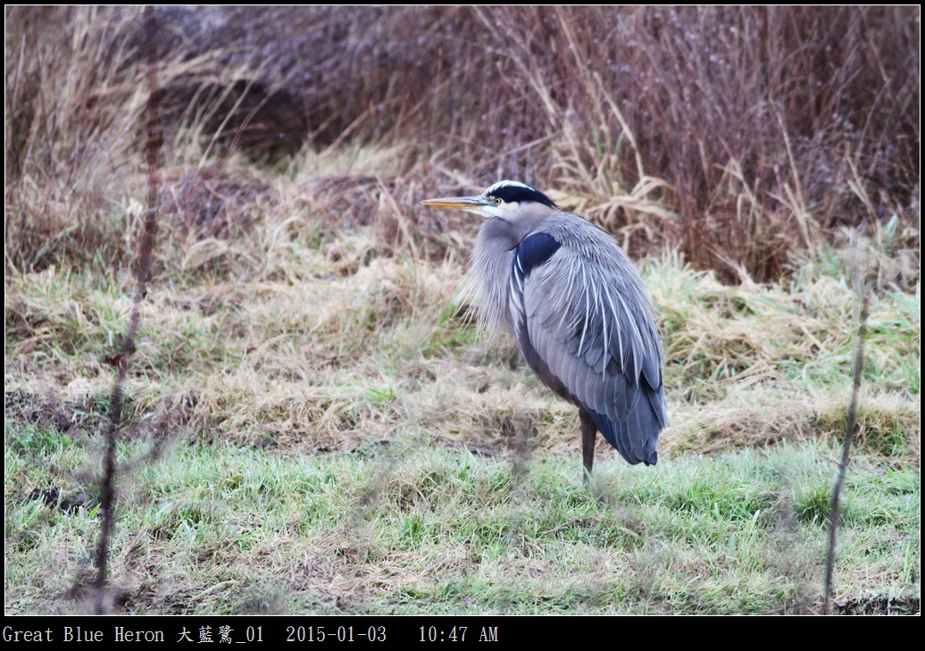 Great Blue Heron 大藍鷺_01.jpg