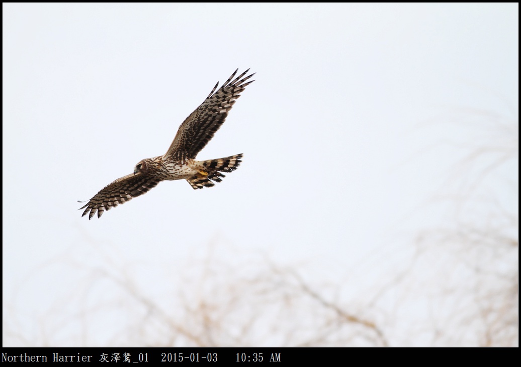 Northern Harrier 灰澤鵟_01.jpg