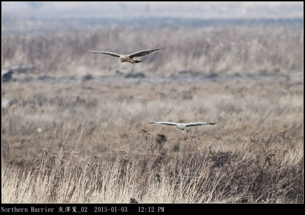 Northern Harrier 灰澤鵟_02.jpg