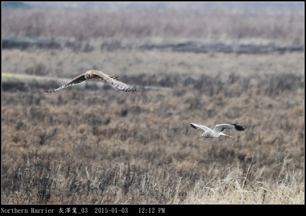 Northern Harrier 灰澤鵟_03.jpg