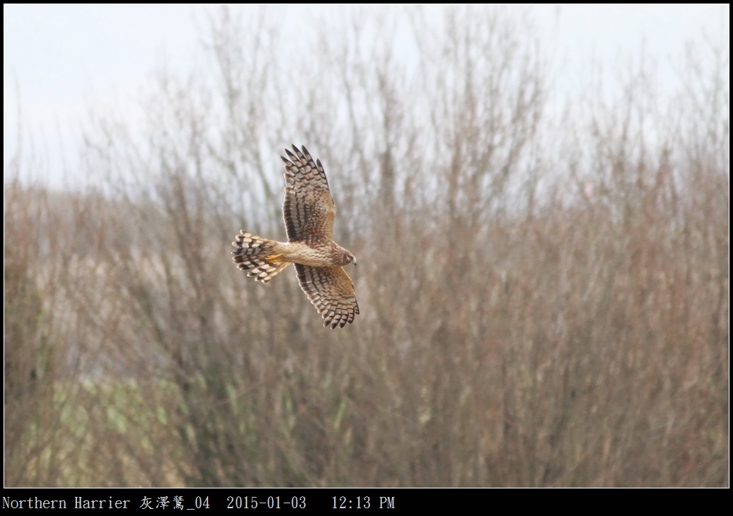 Northern Harrier 灰澤鵟_04.jpg