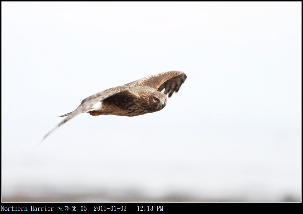 Northern Harrier 灰澤鵟_05.jpg