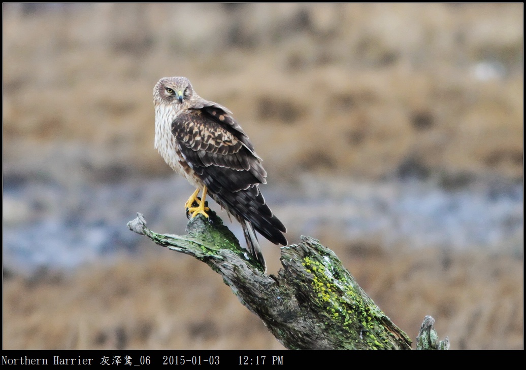 Northern Harrier 灰澤鵟_06.jpg