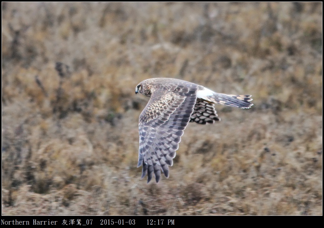 Northern Harrier 灰澤鵟_07.jpg