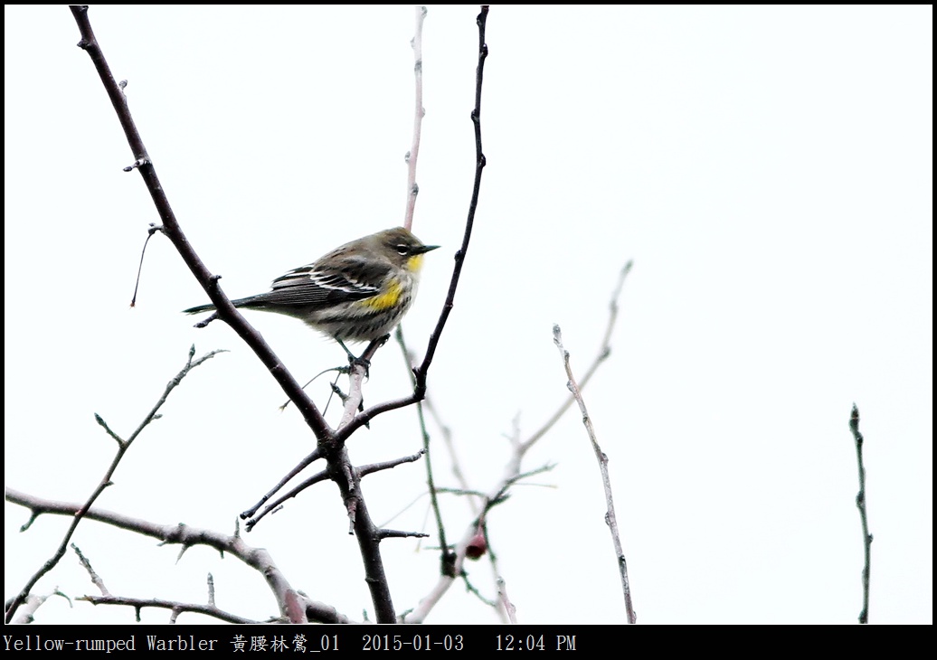 Yellow-rumped Warbler 黃腰林鶯_01.jpg