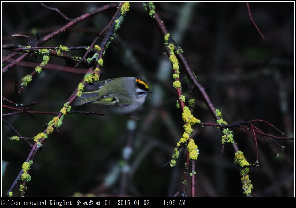 Golden-crowned Kinglet 金冠戴菊_01.jpg