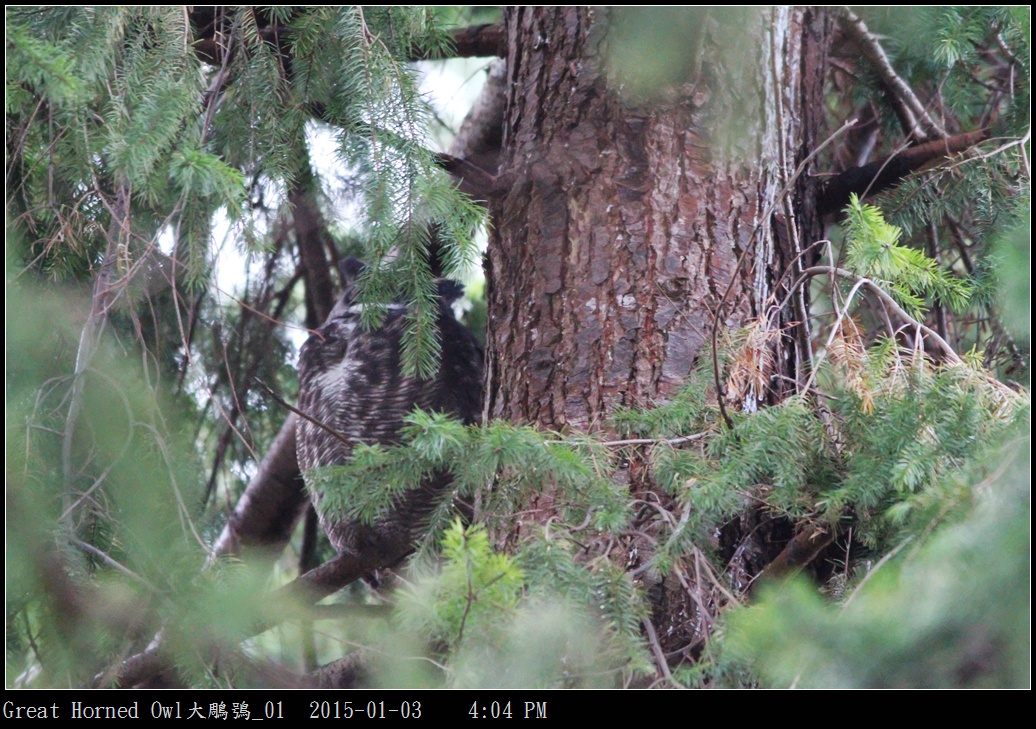 Great Horned Owl大鵰鴞_01.jpg