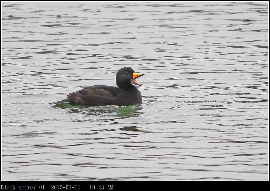 Black scoter_01.jpg