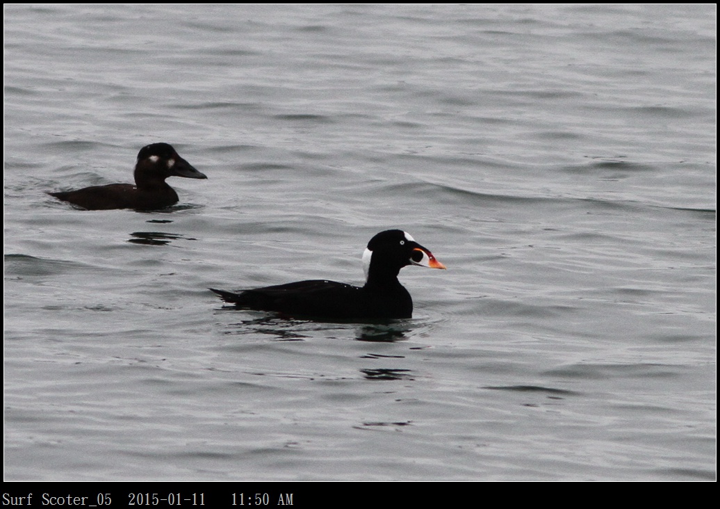 Surf Scoter_05.jpg