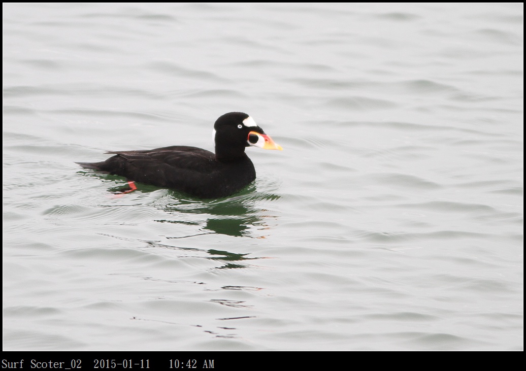 Surf Scoter_02.jpg