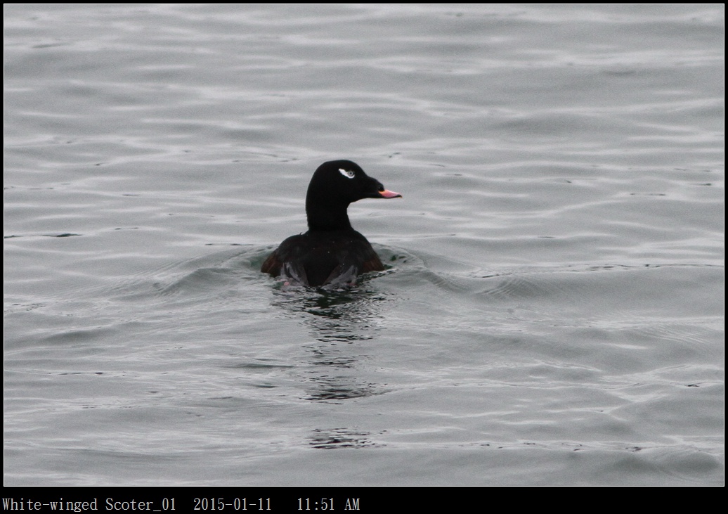 White-winged Scoter_01.jpg