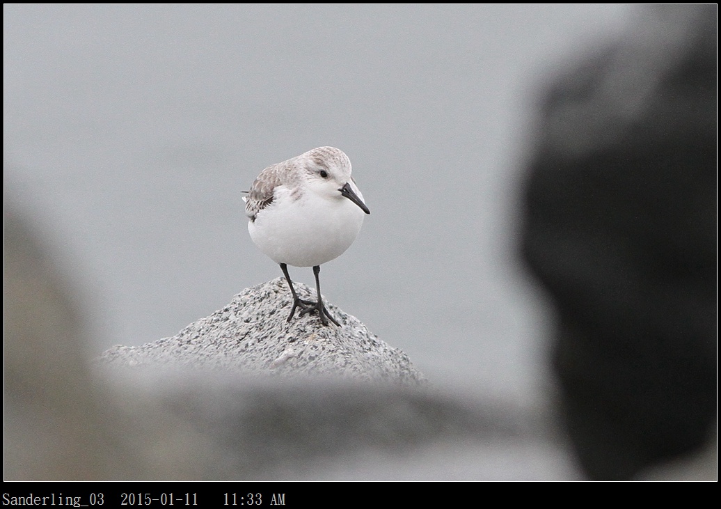 Sanderling_03.jpg