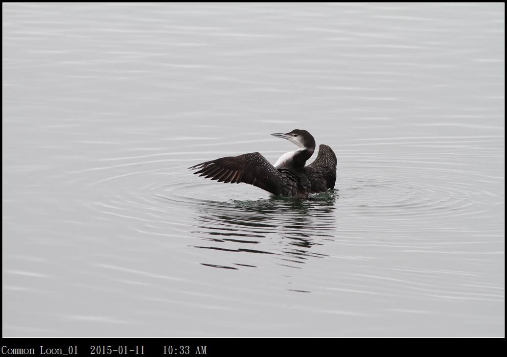 Common Loon_01.jpg