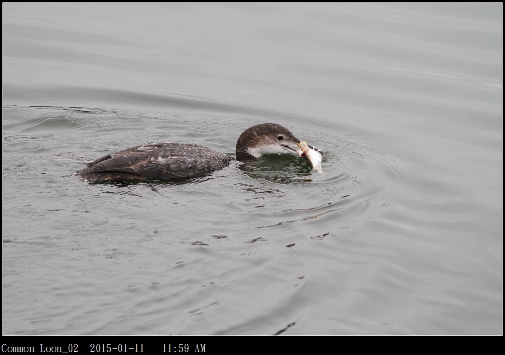 Common Loon_02.jpg