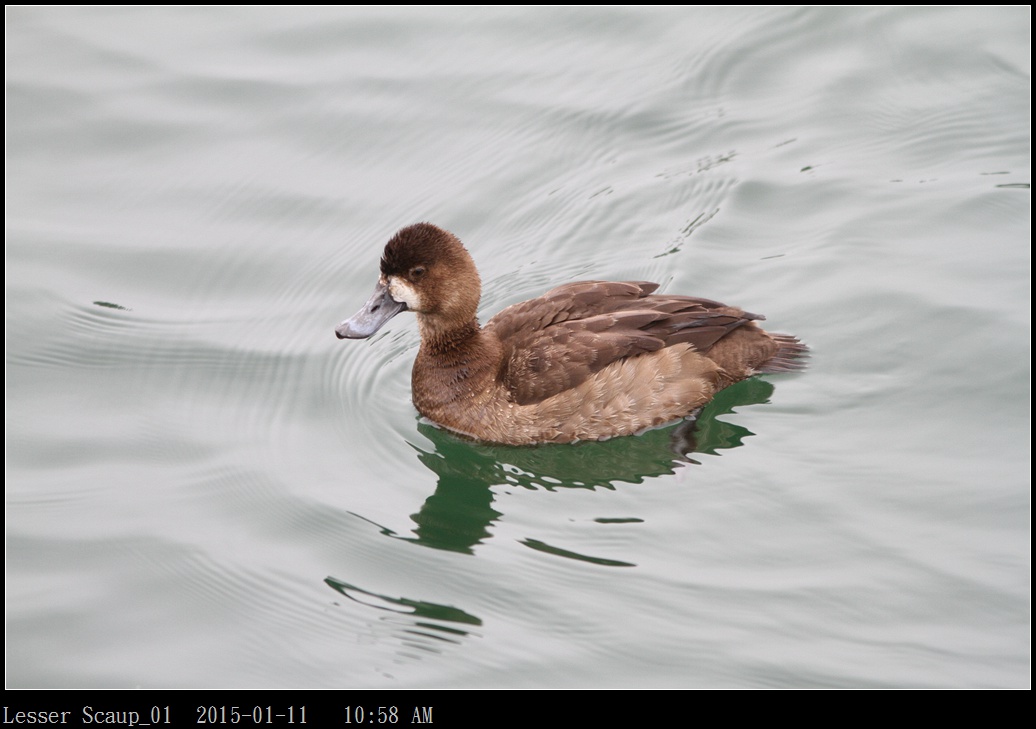 Lesser Scaup_01.jpg