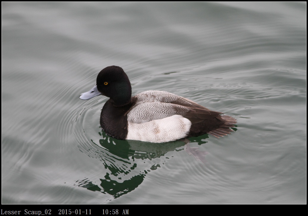 Lesser Scaup_02.jpg