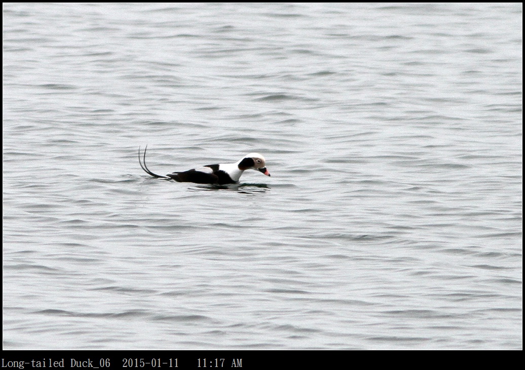 Long-tailed Duck_06.jpg