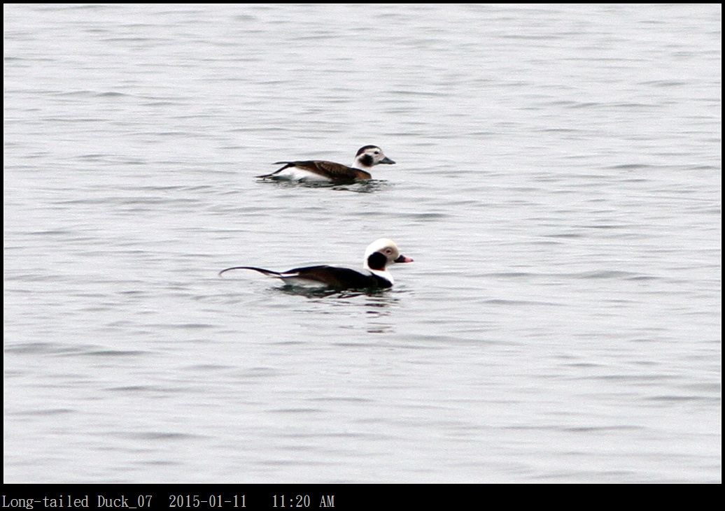 Long-tailed Duck_07.jpg