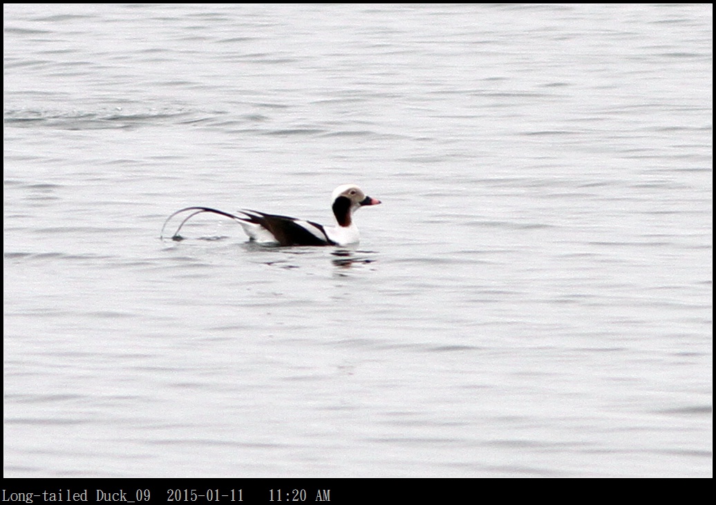 Long-tailed Duck_09.jpg