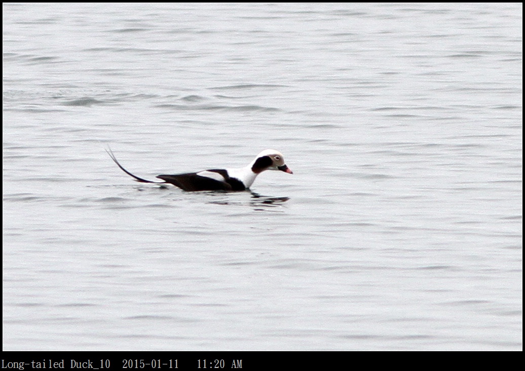 Long-tailed Duck_10.jpg