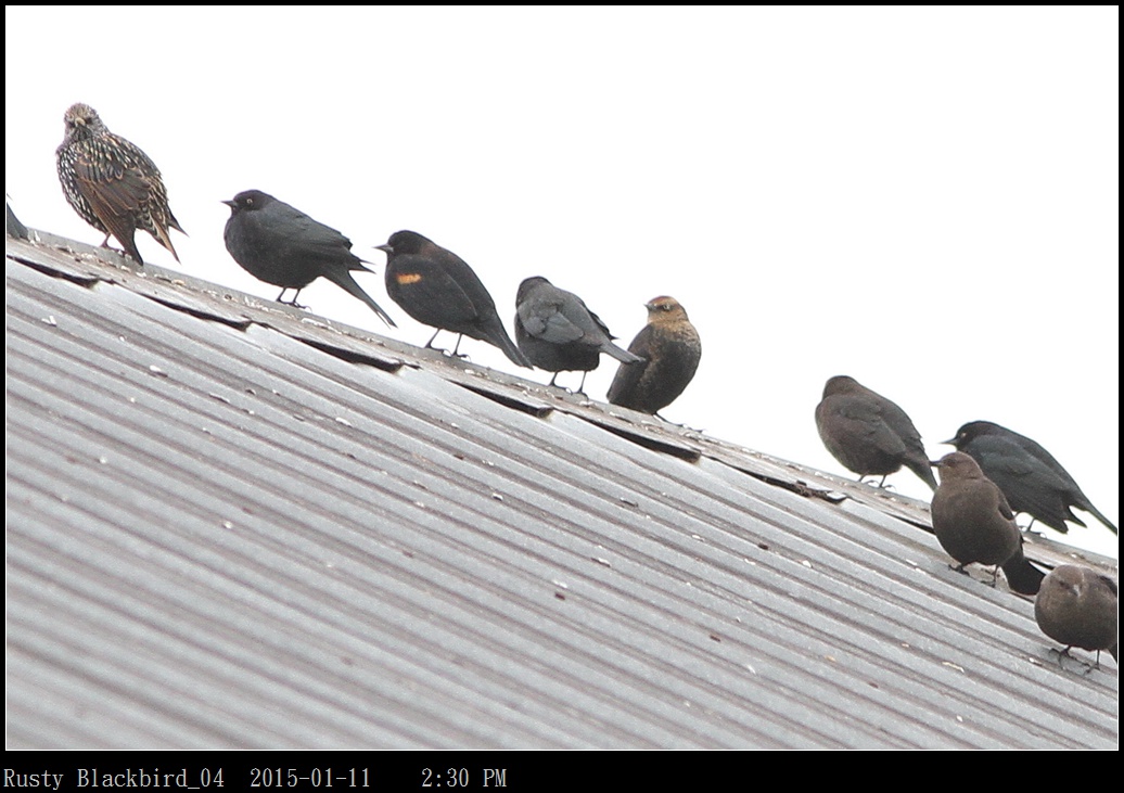 Rusty Blackbird_04.jpg