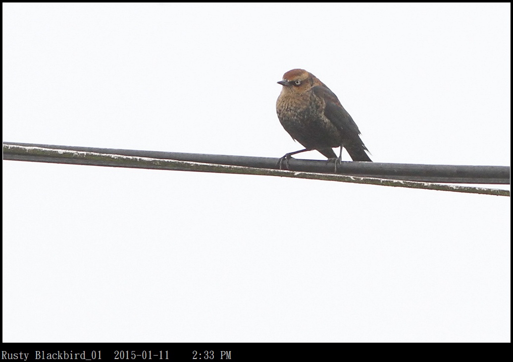 Rusty Blackbird_01.jpg