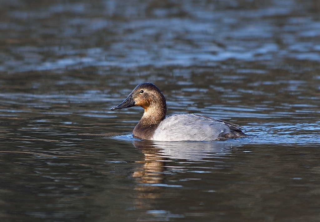 Canvasback Duck(F).JPG