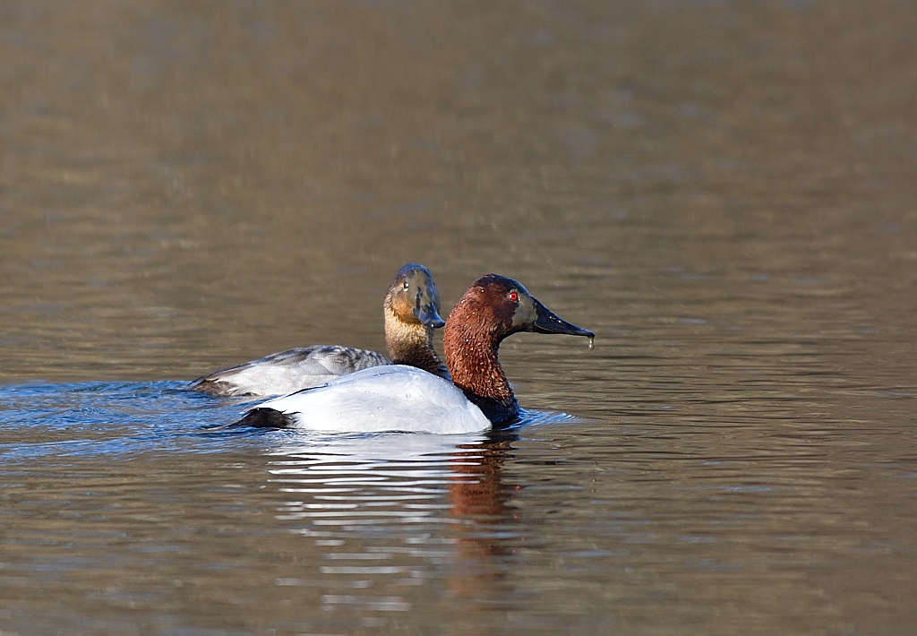 Canvasback Duck(M).JPG