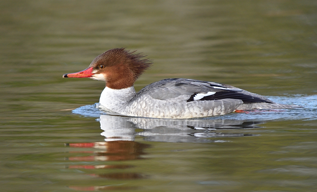 Common Merganser(F).JPG