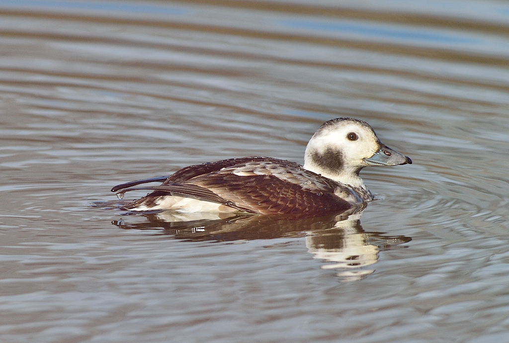 Long-tailed Duck(F).JPG