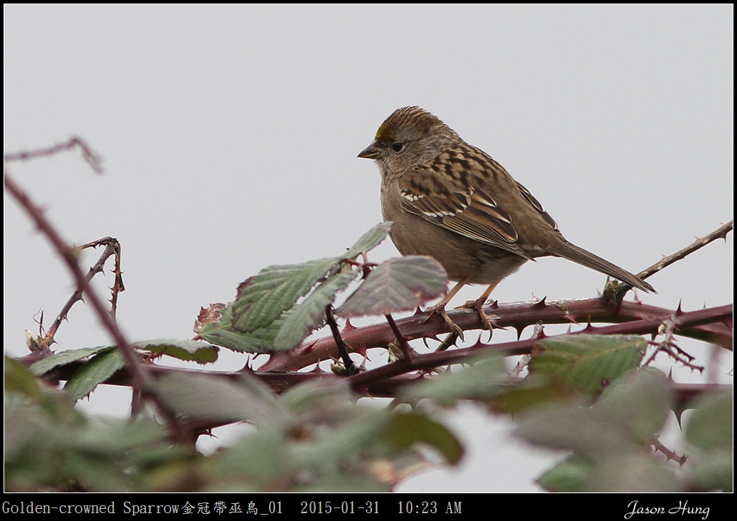 Golden-crowned Sparrow金冠帶巫鳥_01.jpg