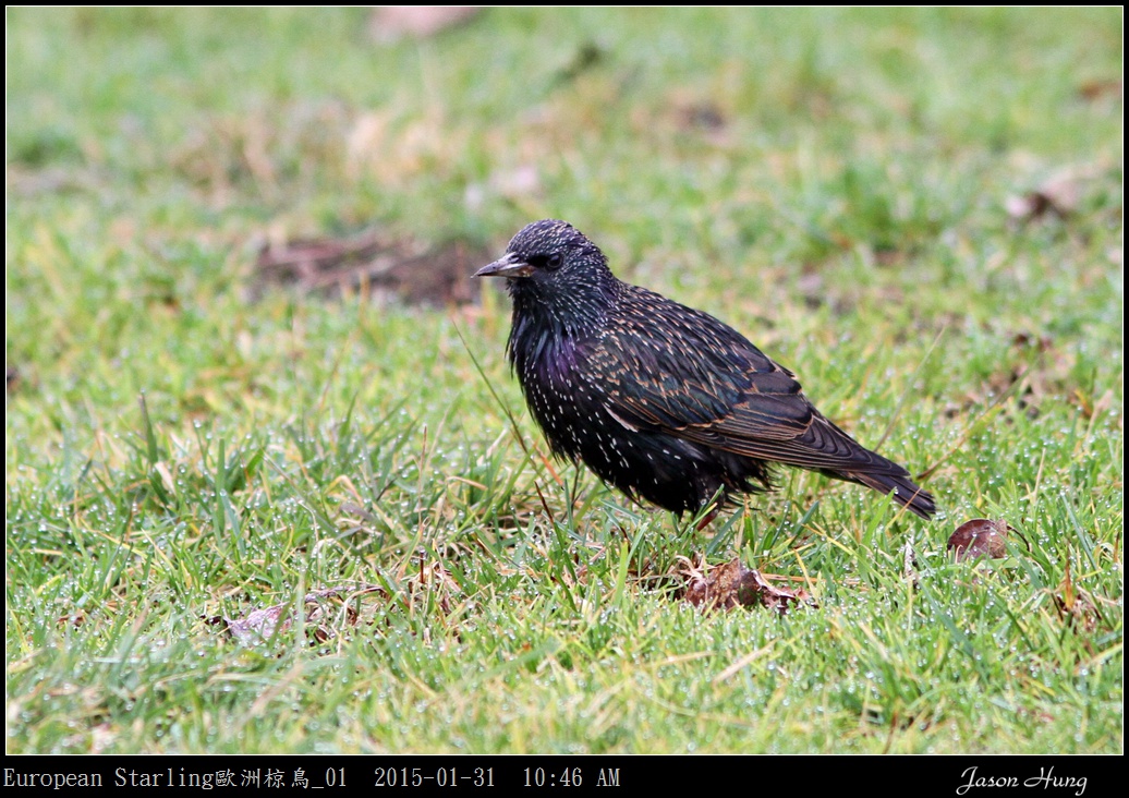 European Starling歐洲椋鳥_01.jpg