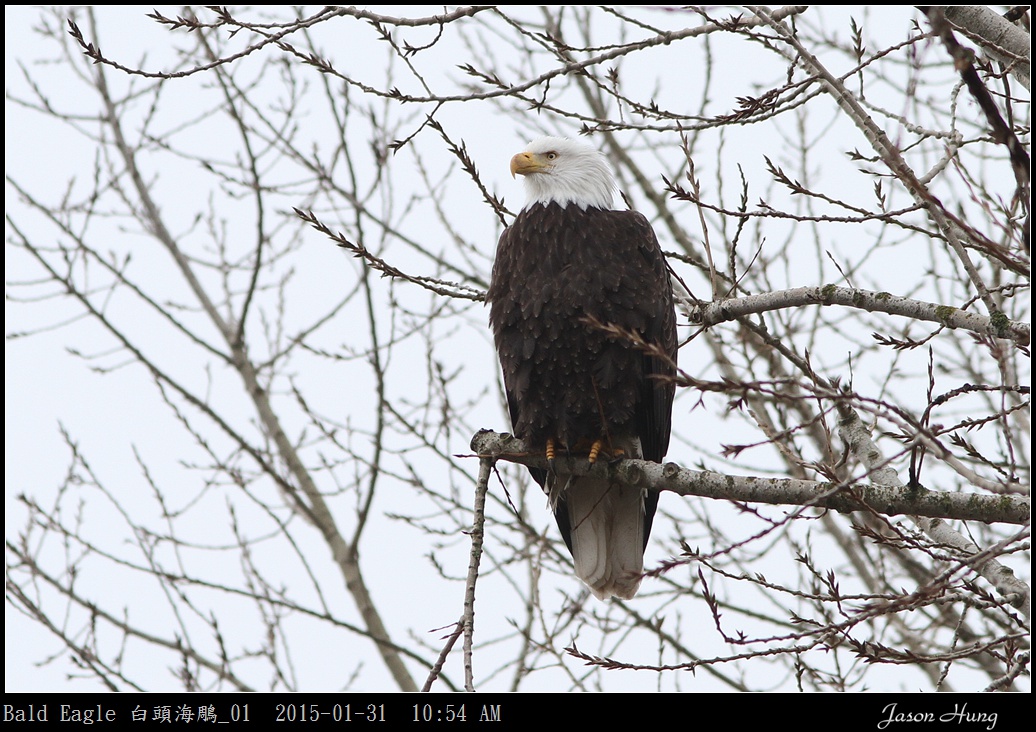 Bald Eagle 白頭海鵰_01.jpg