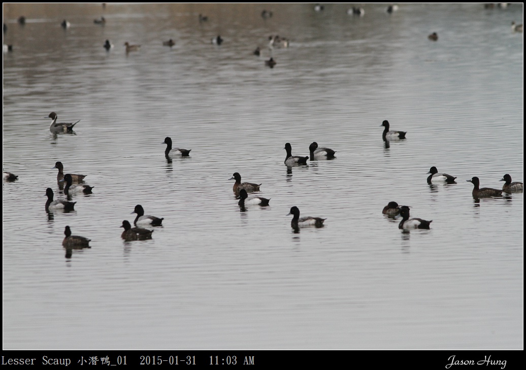 Lesser Scaup 小潛鴨_01.jpg