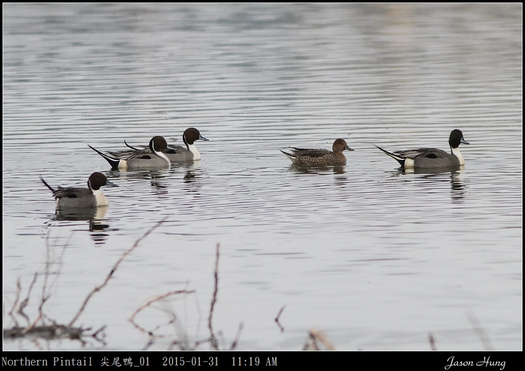 Northern Pintail 尖尾鴨_01.jpg