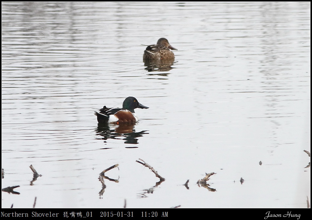 Northern Shoveler 琵嘴鴨_01.jpg